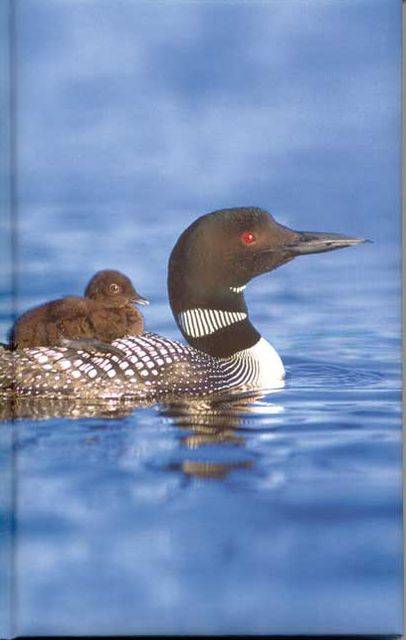 Loon Journal