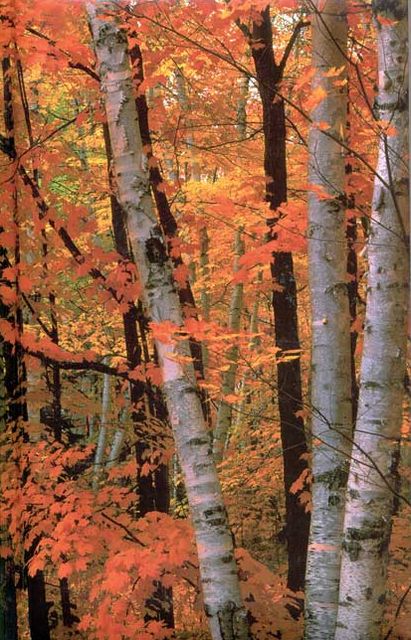Fall Birches Journal