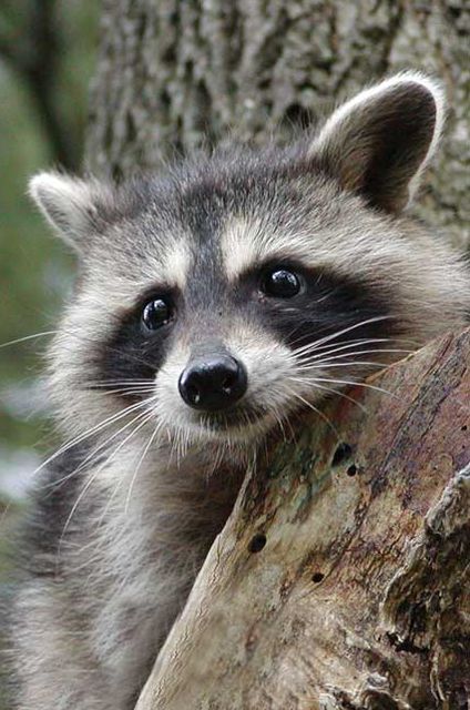 Raccoon Blank Journal