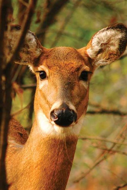 Blank Journal: Young Deer