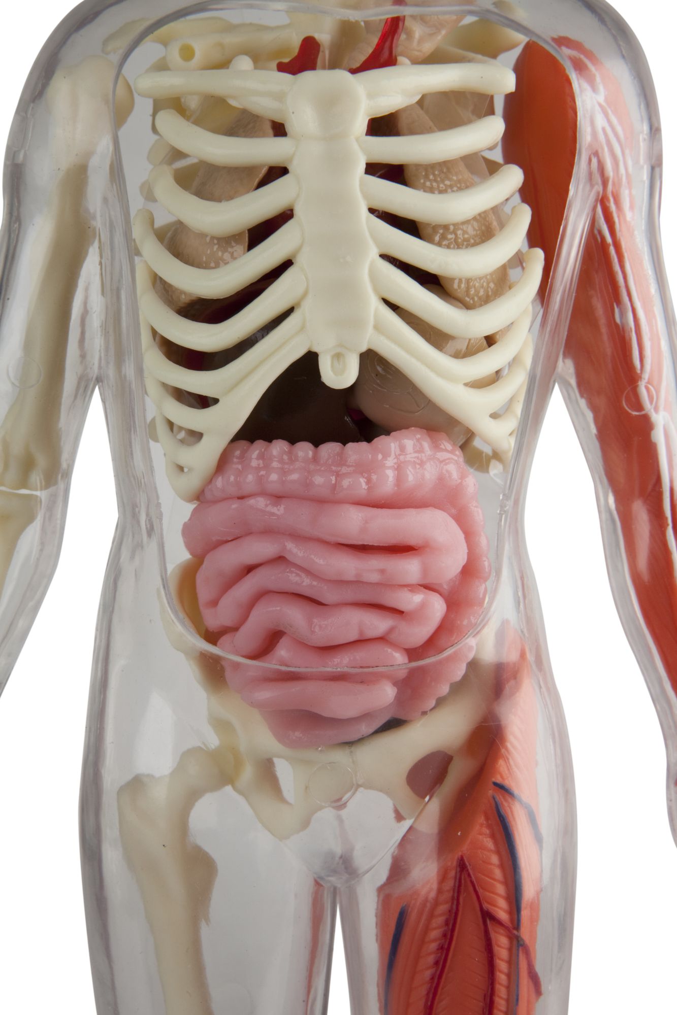 Squishy Human Body