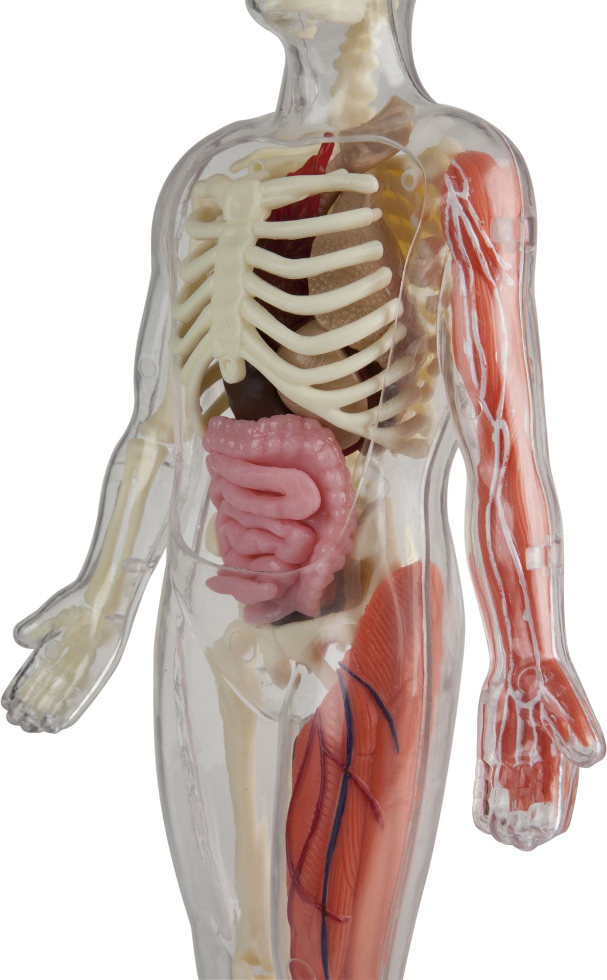 Squishy Human Body