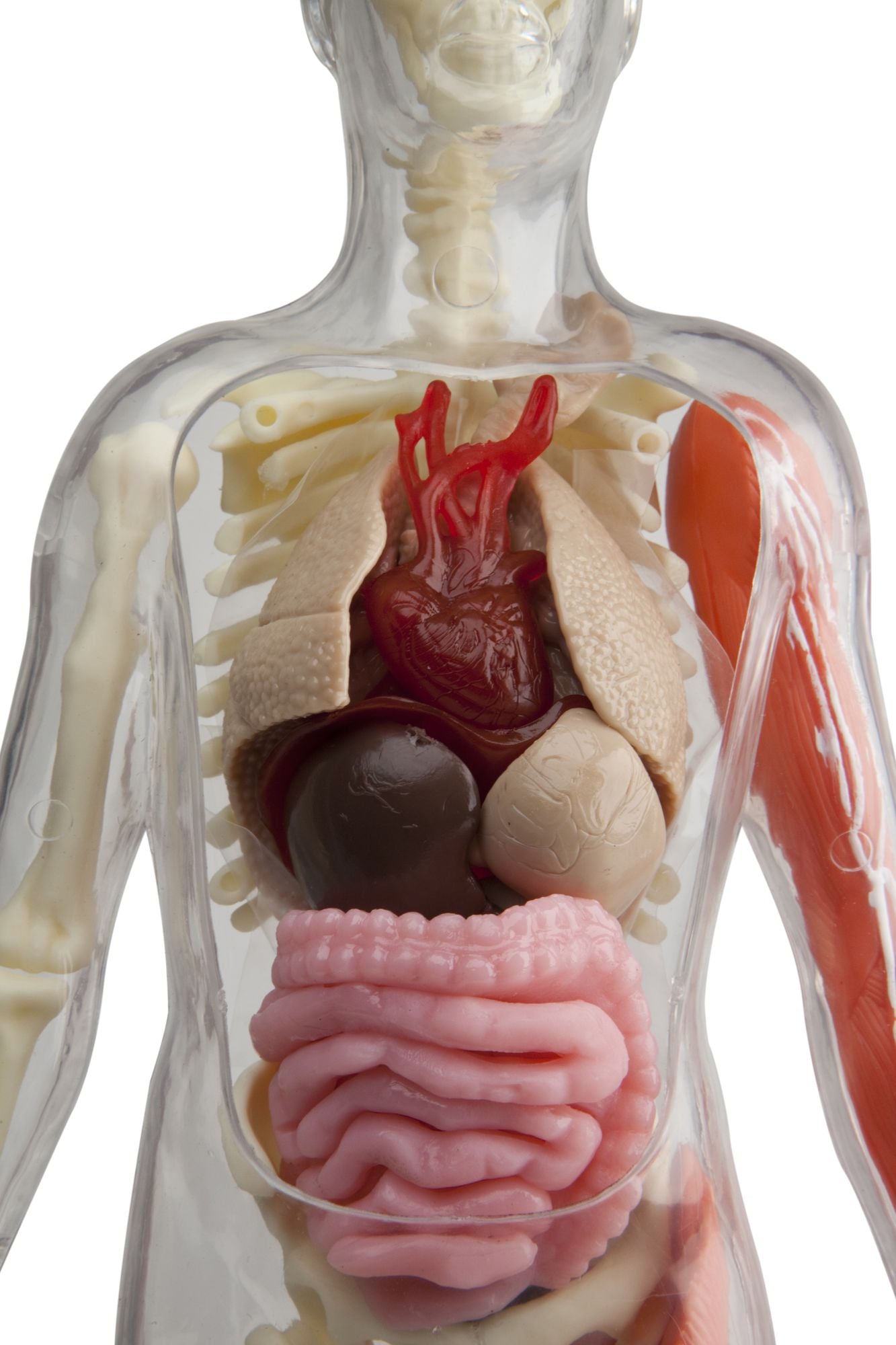 Squishy Human Body