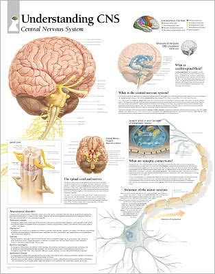 Understanding CNS chart