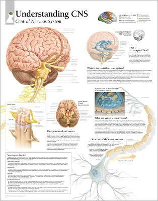 Understanding CNS chart