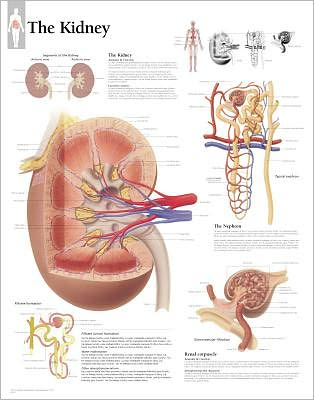 The Kidney chart