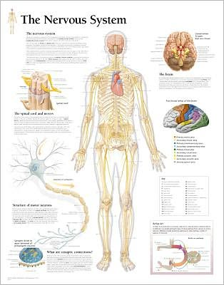 The Nervous System chart
