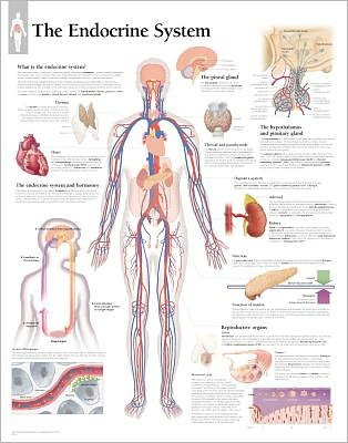 The Endocrine System chart