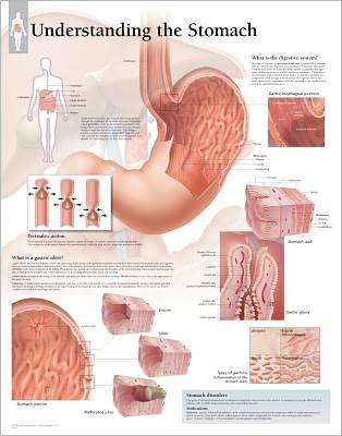 Understanding Stomach chart