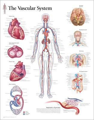 The Pulmonary System chart