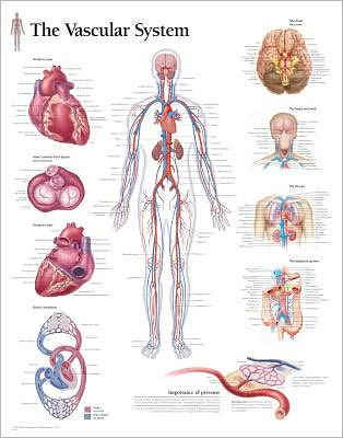 The Pulmonary System chart