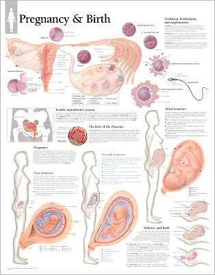 Pregnancy Birth chart