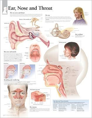 Ear, Nose & Throat chart