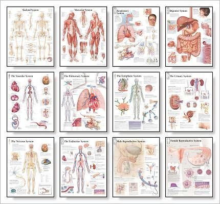 The Body Systems Chart Set