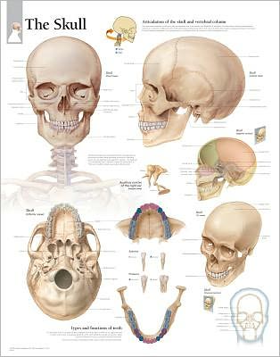 The Skull