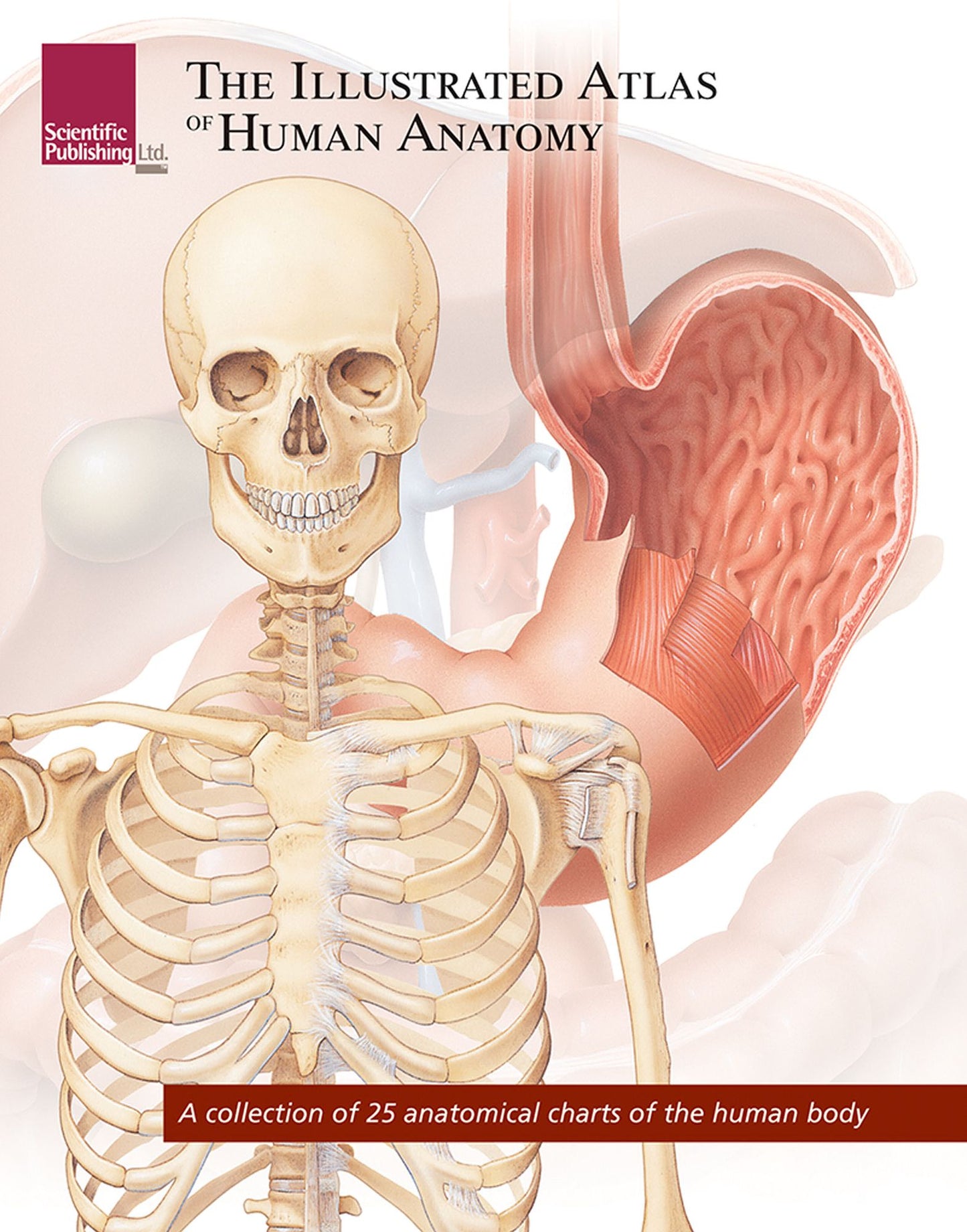 The Illustrated Atlas of Human Anatomy