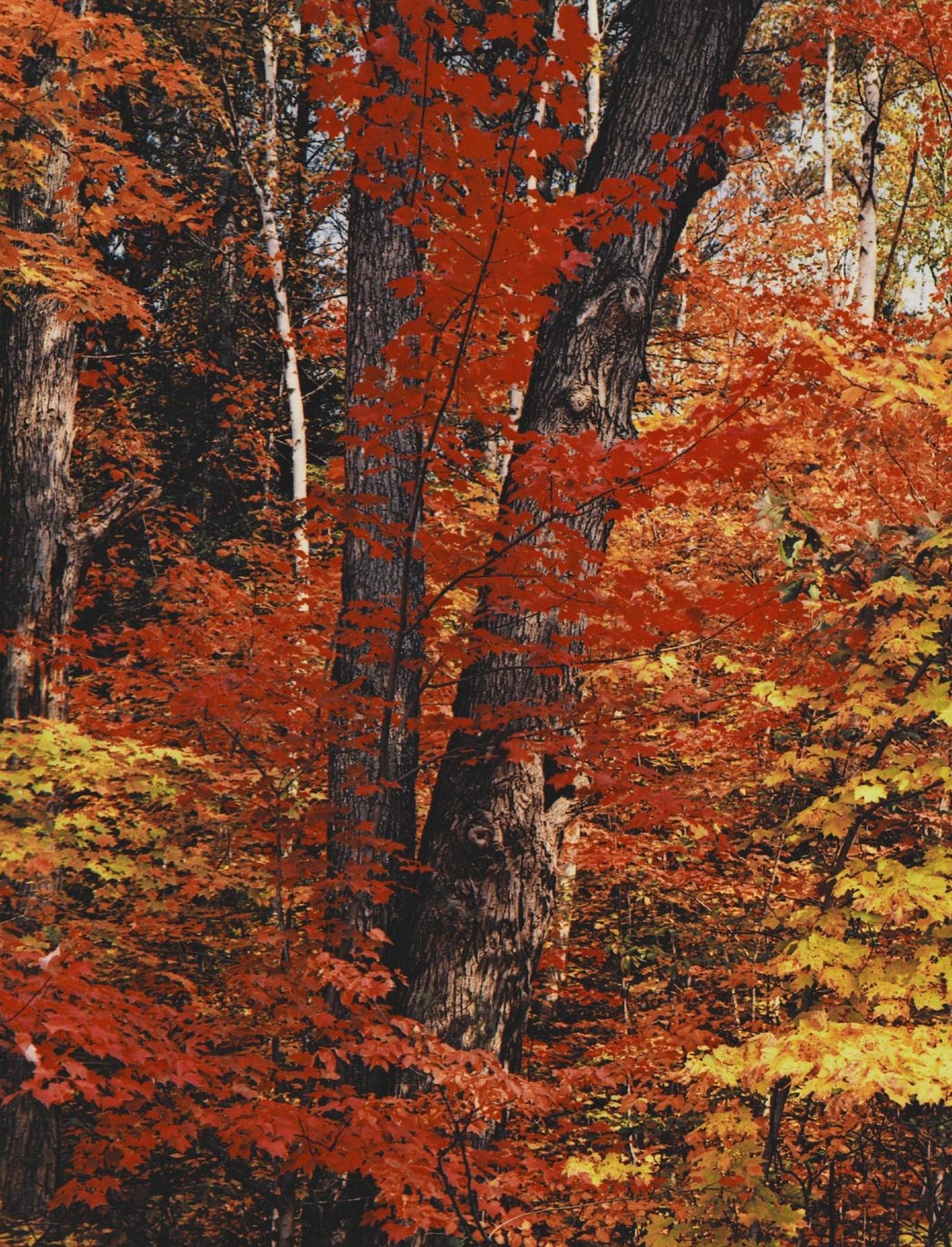 In Wildness Is the Preservation of the World