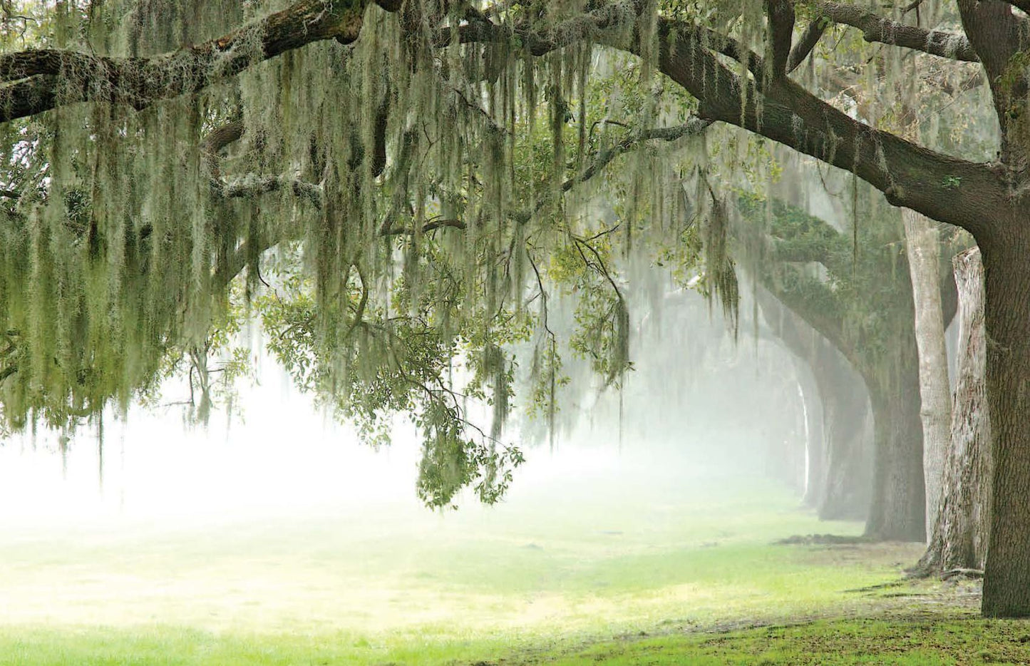 Savannah: A Photographic Portrait