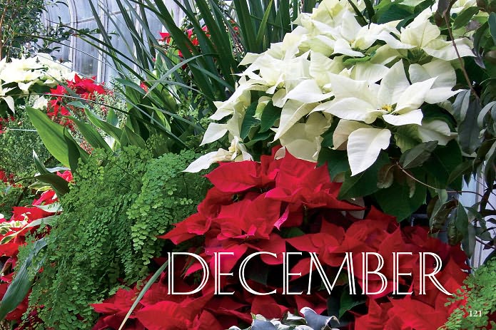 Flowers of Volunteer Park Conservatory: Blooming Month by Month