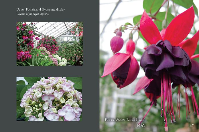 Flowers of Volunteer Park Conservatory: Blooming Month by Month
