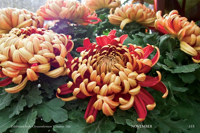 Flowers of Volunteer Park Conservatory: Blooming Month by Month