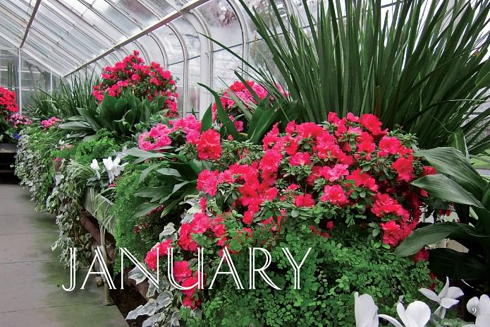 Flowers of Volunteer Park Conservatory: Blooming Month by Month