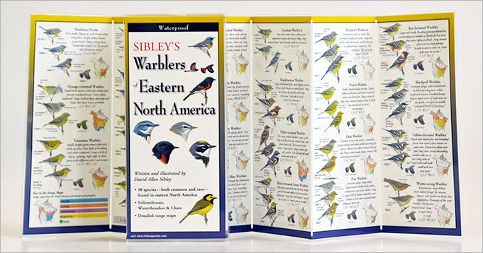 Sibley's Warblers of Eastern North America