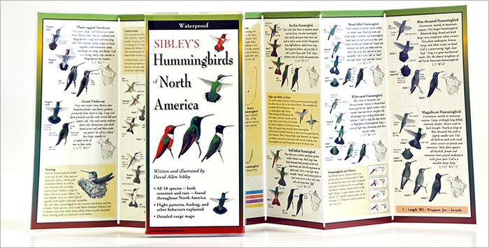 Sibley's Hummingbirds of North America
