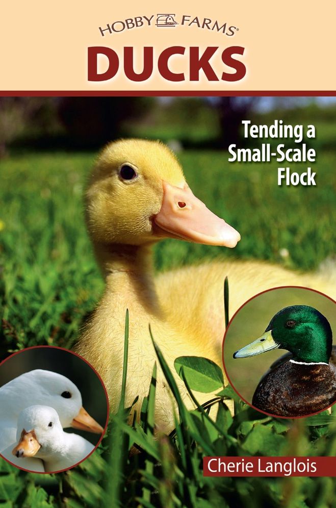 Ducks: Tending a Small-Scale Flock for Pleasure and Profit