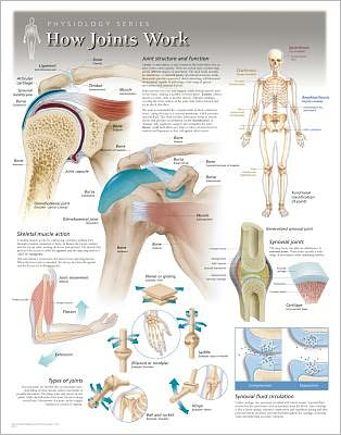 How Joints Work Wall Chart: 8101