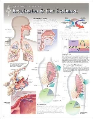 Respiration & Gas Exchange Wall Chart: 8130