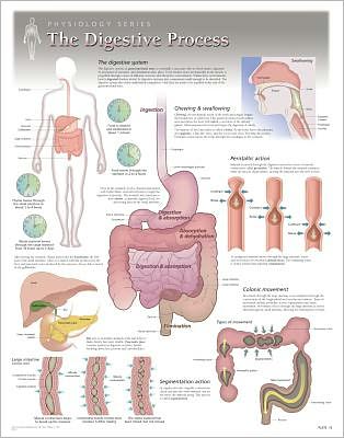 The Digestive Process Wall Chart: 8150
