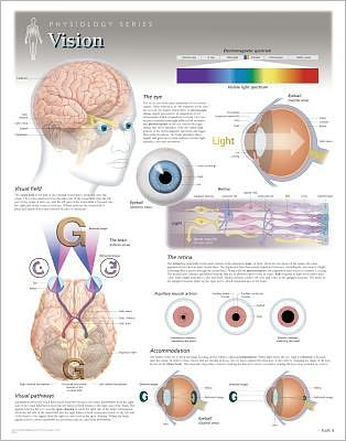 Vision Wall Chart: 8220