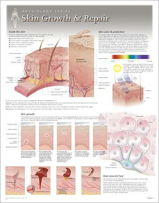 Skin Growth & Repair Wall Chart: 8250