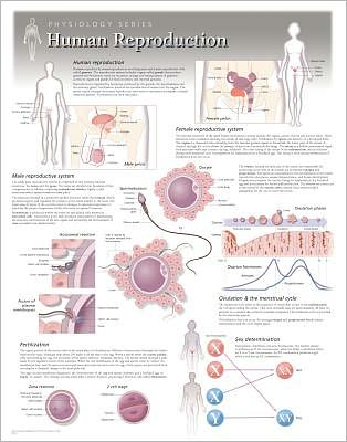 Human Reproduction Wall Chart: 8500