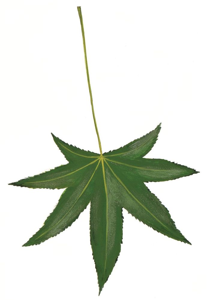 Sibley's Common Trees of Eastern North America
