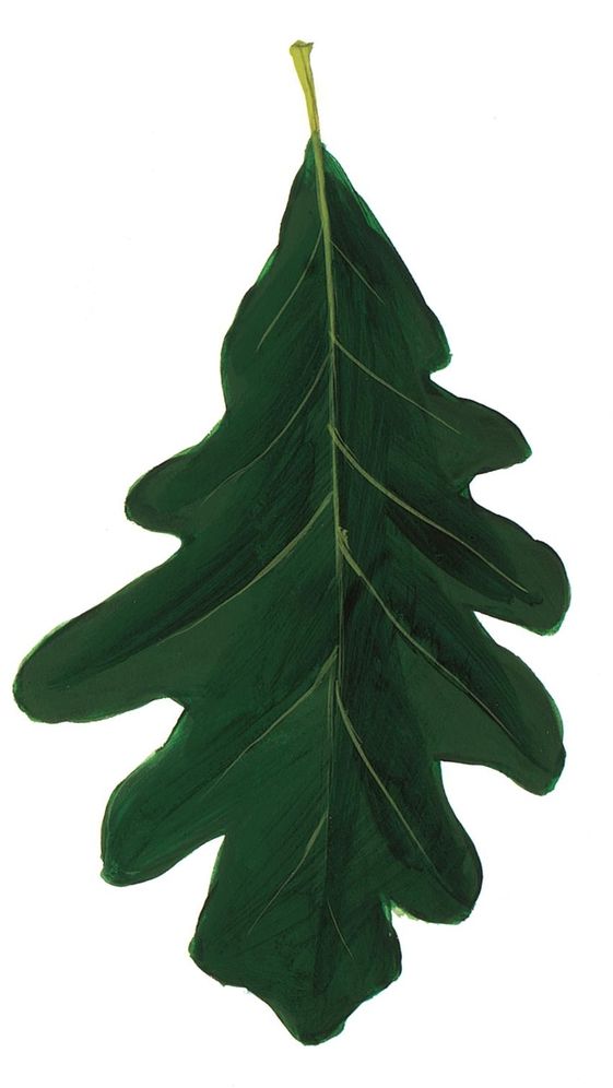Sibley's Common Trees of Eastern North America