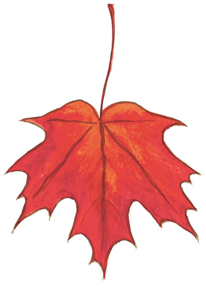 Sibley's Common Trees of Eastern North America