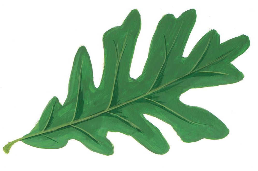 Sibley's Common Trees of Eastern North America