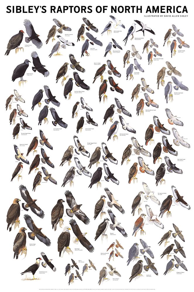 Sibley's Raptors of North America
