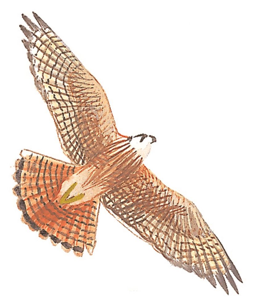 Sibley's Raptors of North America