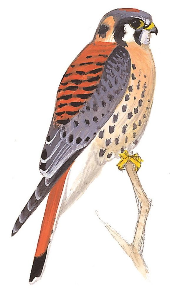 Sibley's Raptors of North America