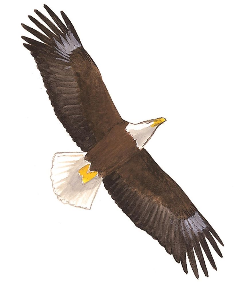 Sibley's Raptors of North America