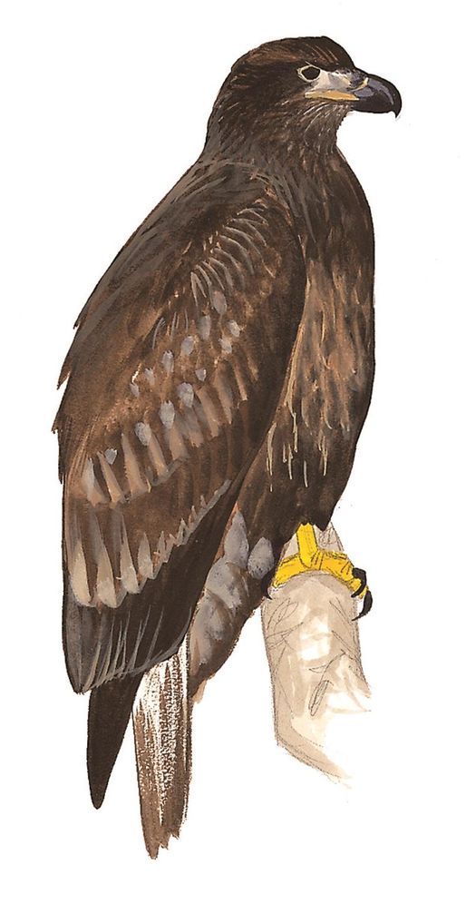 Sibley's Raptors of North America