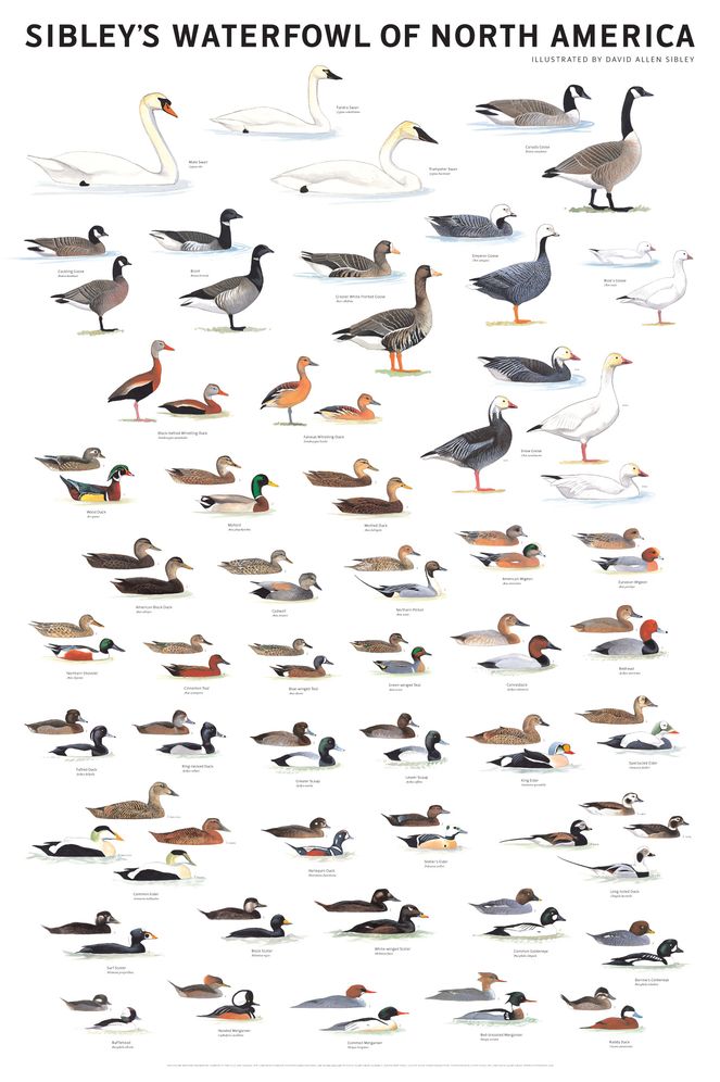 Sibley's Waterfowl of North America