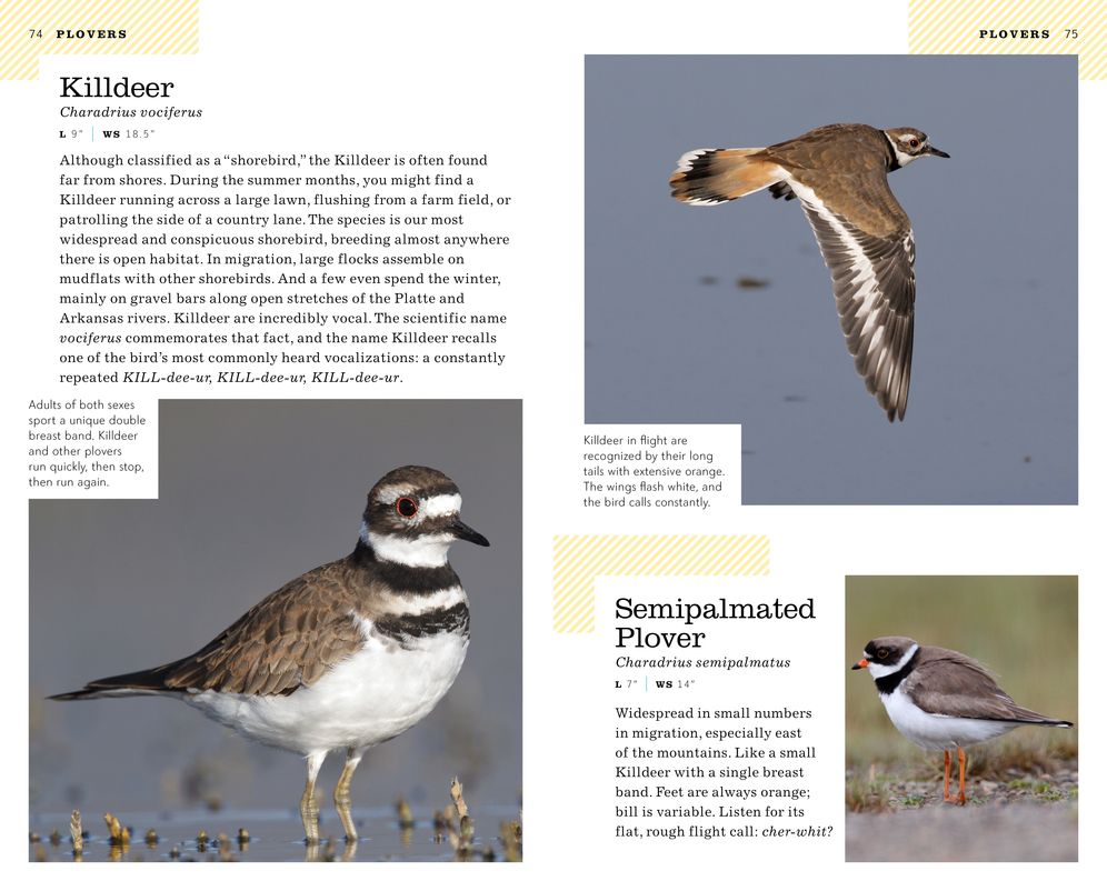 The American Birding Association Field Guide to the Birds of Colorado