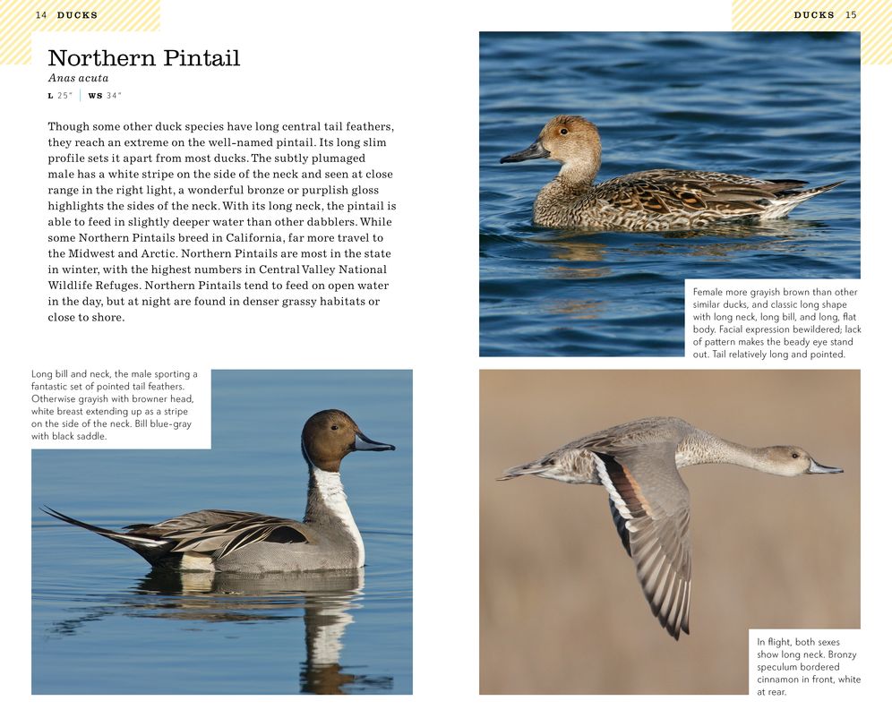 American Birding Association Field Guide to Birds of California