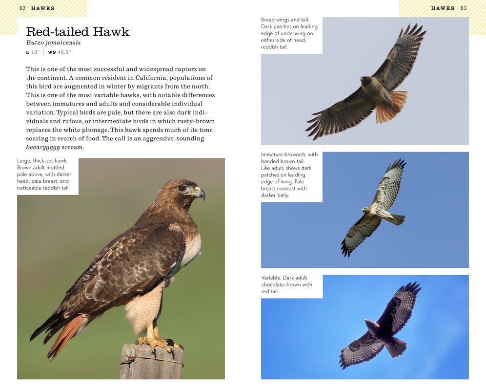 American Birding Association Field Guide to Birds of California