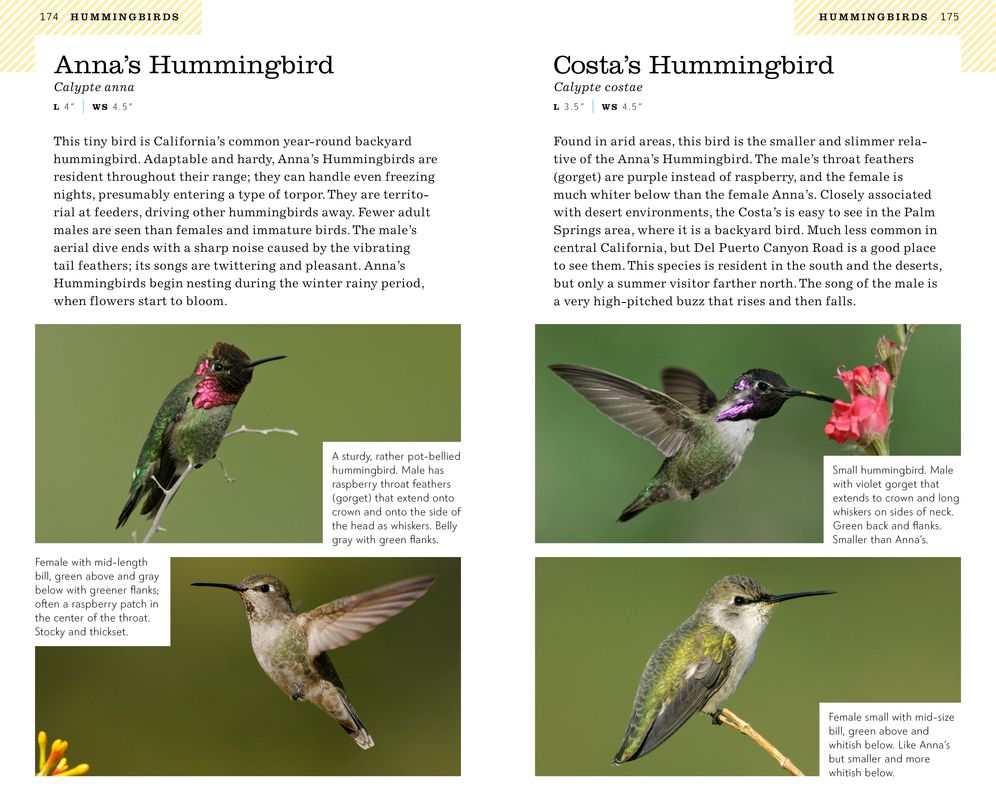 American Birding Association Field Guide to Birds of California