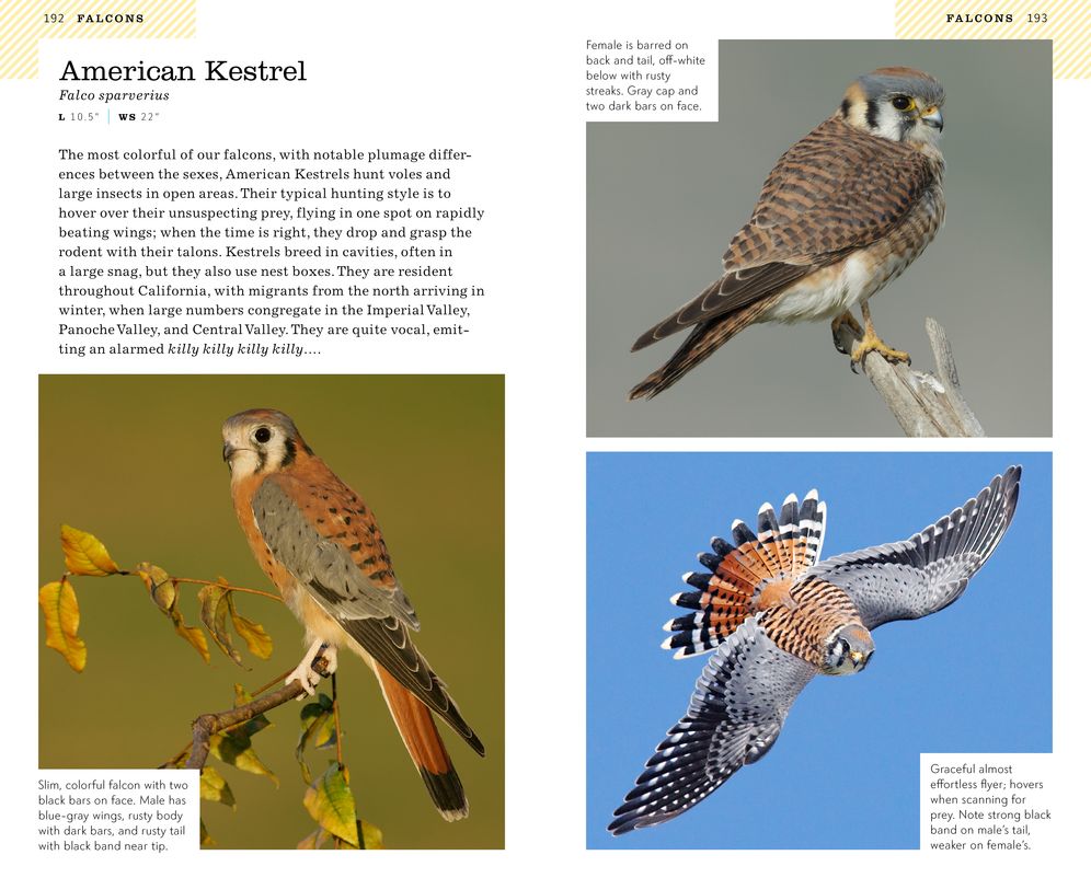 American Birding Association Field Guide to Birds of California